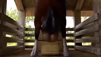 A la chica le encanta la poronga de su caballo